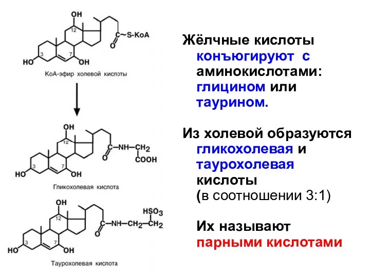 Жёлчные кислоты конъюгируют с аминокислотами: глицином или таурином. Из холевой