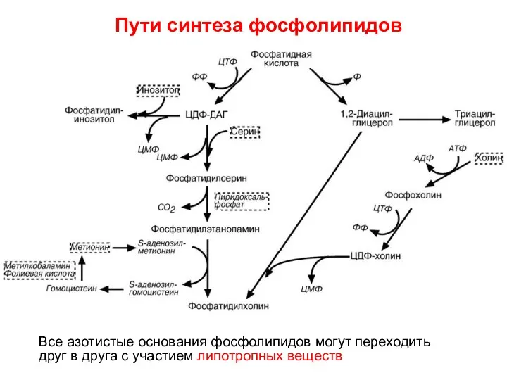 Все азотистые основания фосфолипидов могут переходить друг в друга с участием липотропных веществ Пути синтеза фосфолипидов