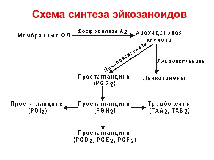 Схема синтеза эйкозаноидов