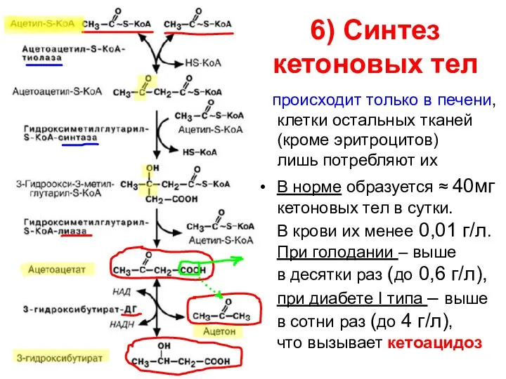 6) Синтез кетоновых тел происходит только в печени, клетки остальных