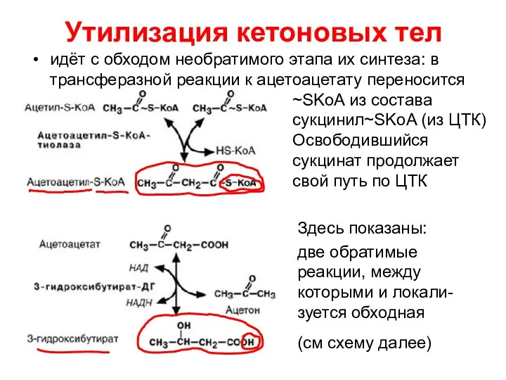 Утилизация кетоновых тел идёт с обходом необратимого этапа их синтеза: