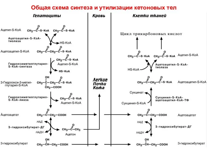 Общая схема синтеза и утилизации кетоновых тел