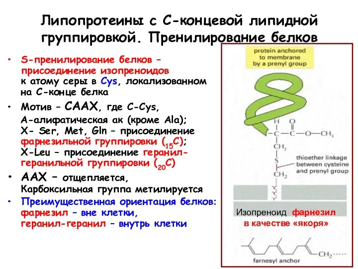 Липопротеины с С-концевой липидной группировкой. Пренилирование белков S-пренилирование белков –