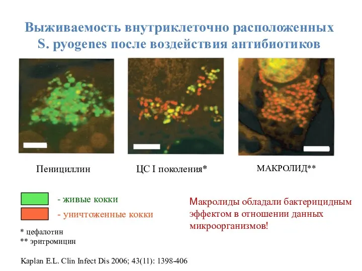 Выживаемость внутриклеточно расположенных S. pyogenes после воздействия антибиотиков Пенициллин ЦС I поколения* МАКРОЛИД**
