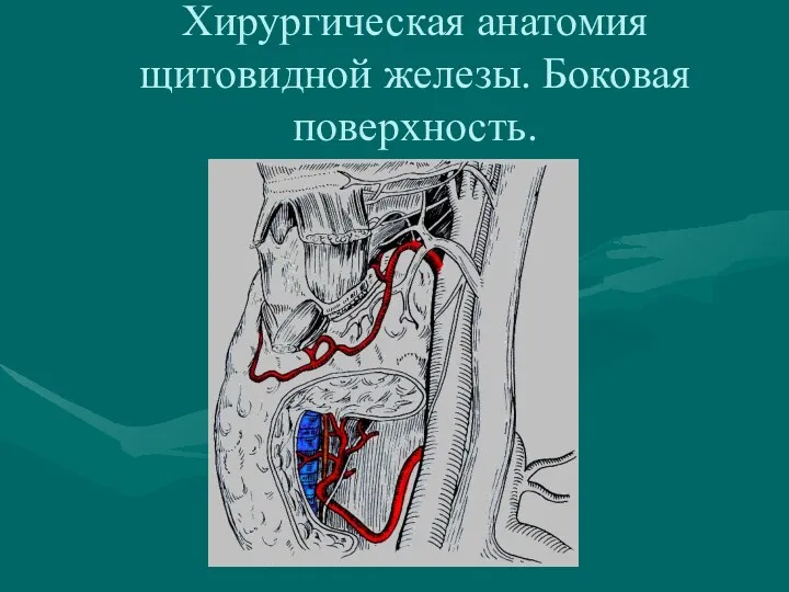 Хирургическая анатомия щитовидной железы. Боковая поверхность.