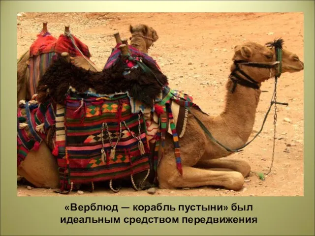 «Верблюд — корабль пустыни» был идеальным средством передвижения