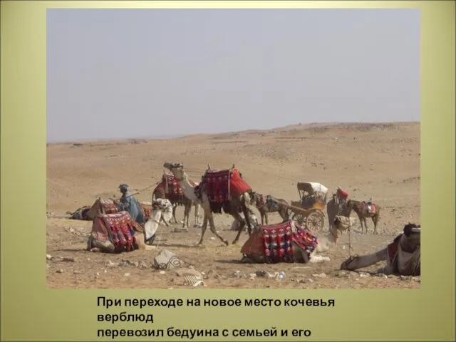 При переходе на новое место кочевья верблюд перевозил бедуина с семьей и его имущество