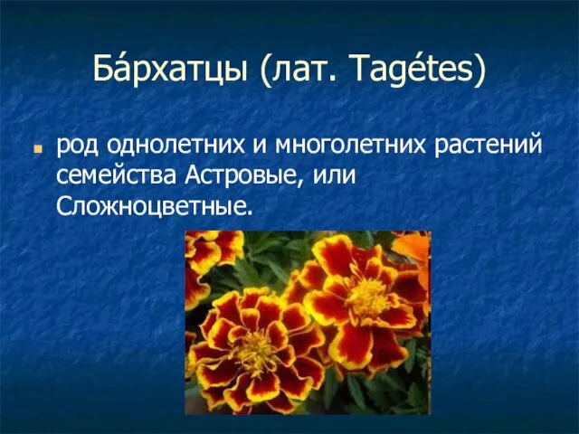 Ба́рхатцы (лат. Tagétes) род однолетних и многолетних растений семейства Астровые, или Сложноцветные.