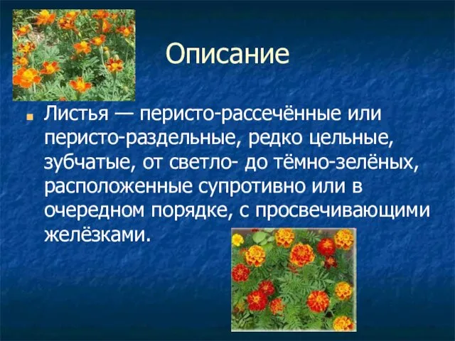 Описание Листья — перисто-рассечённые или перисто-раздельные, редко цельные, зубчатые, от