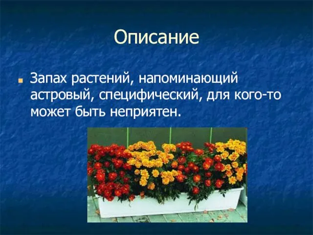 Описание Запах растений, напоминающий астровый, специфический, для кого-то может быть неприятен.