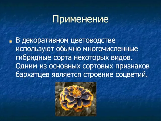 Применение В декоративном цветоводстве используют обычно многочисленные гибридные сорта некоторых