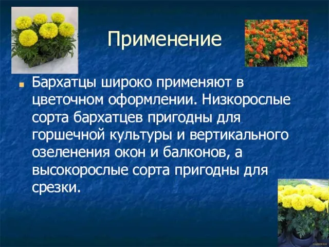 Применение Бархатцы широко применяют в цветочном оформлении. Низкорослые сорта бархатцев