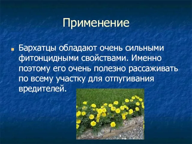 Применение Бархатцы обладают очень сильными фитонцидными свойствами. Именно поэтому его