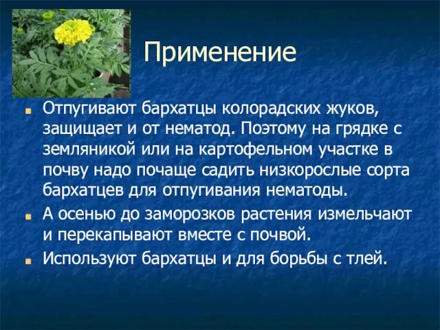 Применение Отпугивают бархатцы колорадских жуков, защищает и от нематод. Поэтому