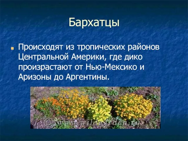 Бархатцы Происходят из тропических районов Центральной Америки, где дико произрастают от Нью-Мексико и Аризоны до Аргентины.