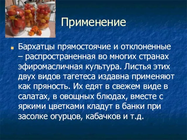 Применение Бархатцы прямостоячие и отклоненные – распространенная во многих странах