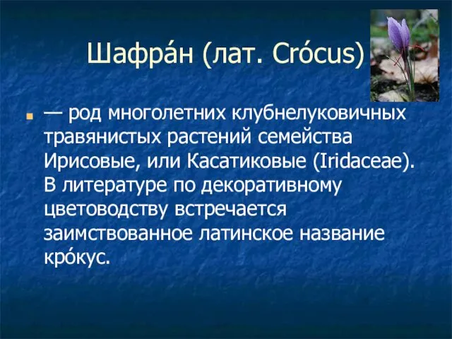 Шафра́н (лат. Crócus) — род многолетних клубнелуковичных травянистых растений семейства