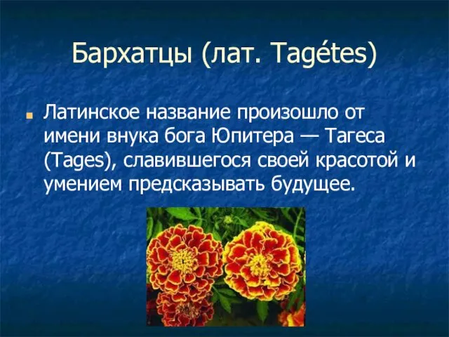 Бархатцы (лат. Tagétes) Латинское название произошло от имени внука бога