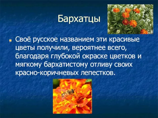 Бархатцы Своё русское названием эти красивые цветы получили, вероятнее всего,