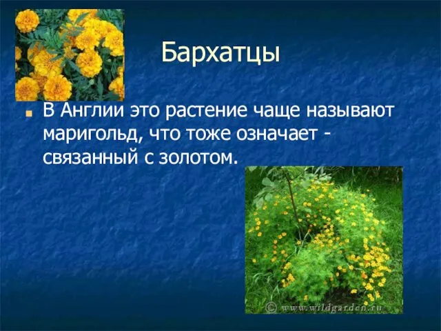 Бархатцы В Англии это растение чаще называют маригольд, что тоже означает - связанный с золотом.