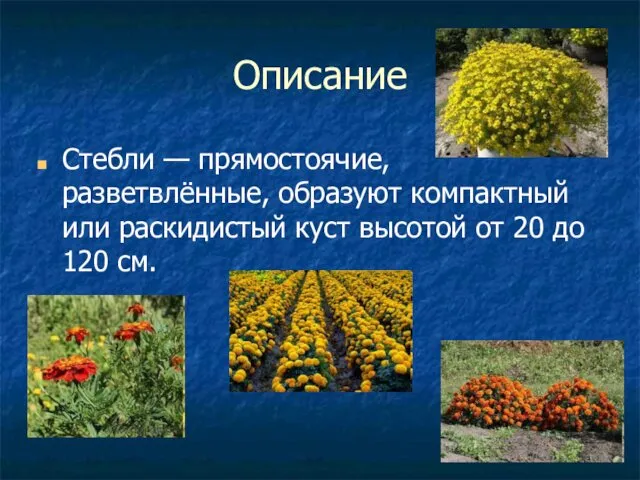 Описание Стебли — прямостоячие, разветвлённые, образуют компактный или раскидистый куст высотой от 20 до 120 см.