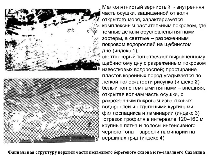 Мелкопятнистый зернистый - внутренняя часть осушки, защищенной от волн открытого