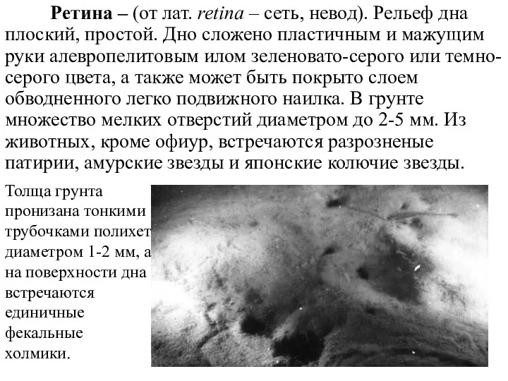 Ретина – (от лат. retina – сеть, невод). Рельеф дна