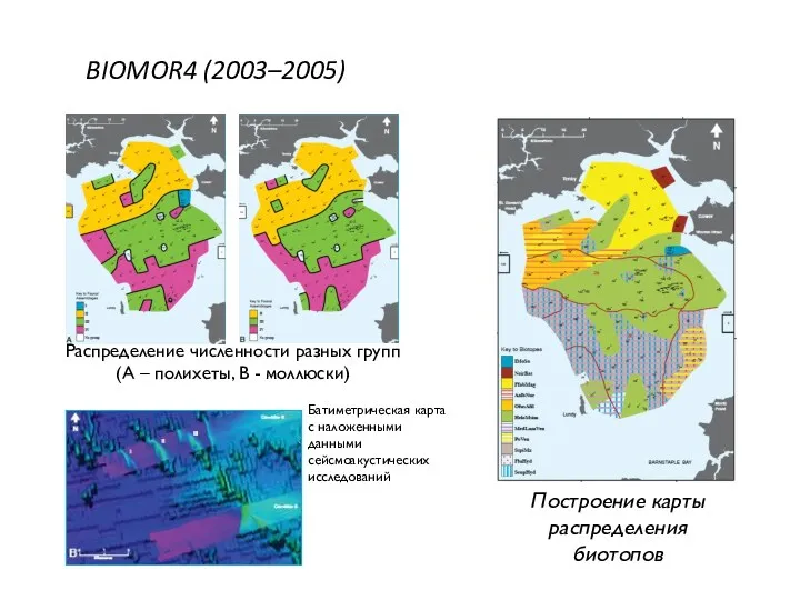 BIOMOR4 (2003–2005) Построение карты распределения биотопов Распределение численности разных групп