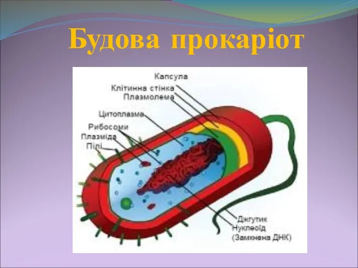 Будова прокаріот