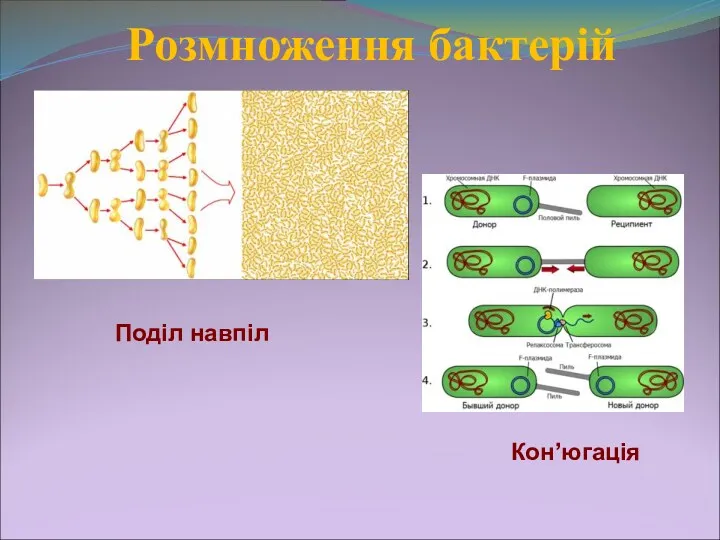 Розмноження бактерій Поділ навпіл Кон’югація