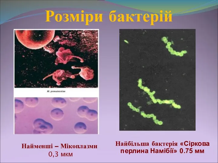 Розміри бактерій Найменші – Мікоплазми 0,3 мкм Найбільша бактерія «Сіркова перлина Намібії» 0.75 мм