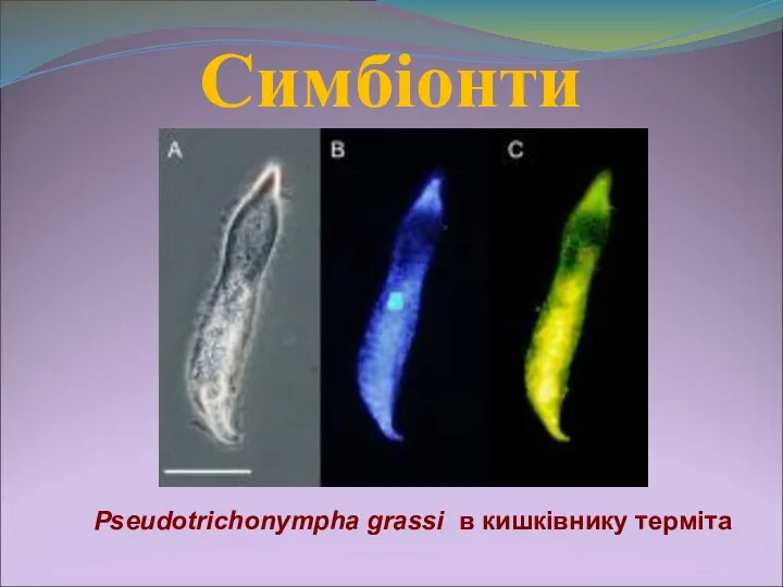 Симбіонти Pseudotrichonympha grassi в кишківнику терміта