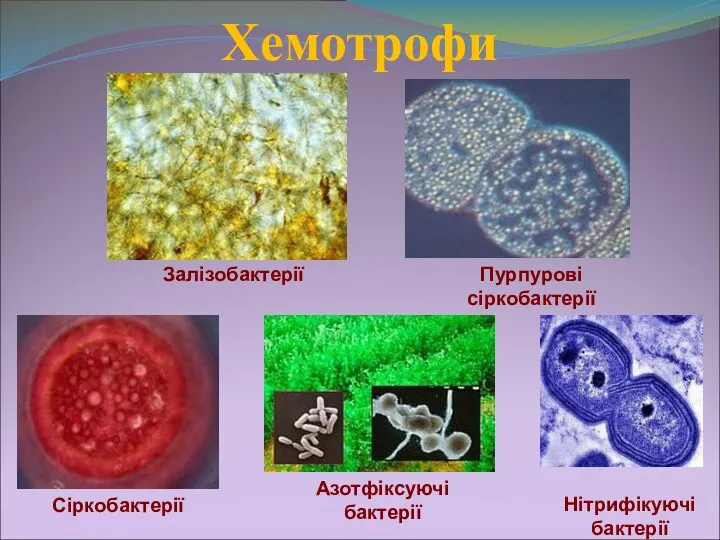 Хемотрофи Залізобактерії Пурпурові сіркобактерії Сіркобактерії Нітрифікуючі бактерії Азотфіксуючі бактерії