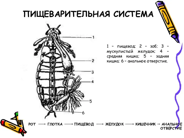 ПИЩЕВАРИТЕЛЬНАЯ СИСТЕМА 1 – пищевод; 2 – зоб; 3 –