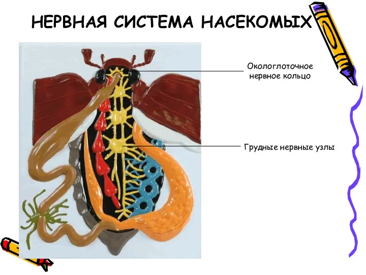 НЕРВНАЯ СИСТЕМА НАСЕКОМЫХ Окологлоточное нервное кольцо Грудные нервные узлы