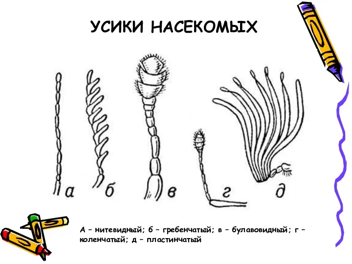 А – нитевидный; б – гребенчатый; в – булавовидный; г