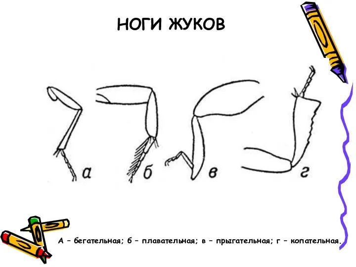 НОГИ ЖУКОВ А – бегательная; б – плавательная; в – прыгательная; г – копательная.