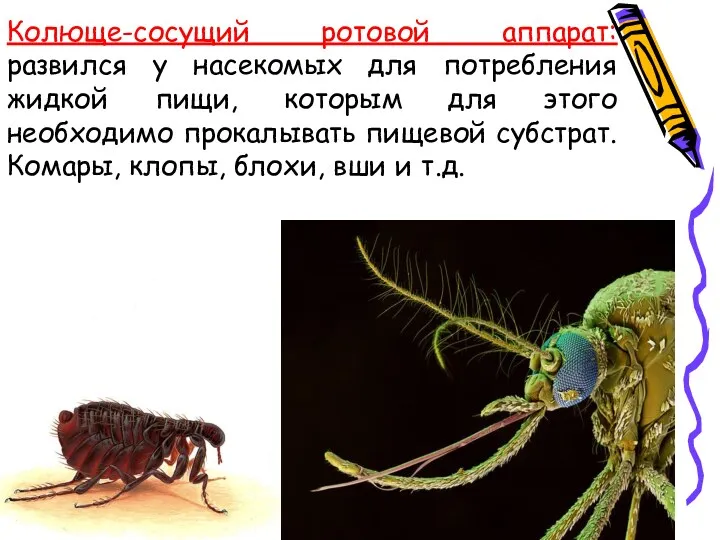 Колюще-сосущий ротовой аппарат: развился у насекомых для потребления жидкой пищи,