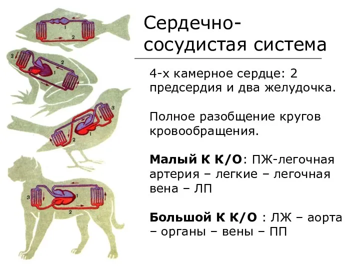 Сердечно-сосудистая система 4-х камерное сердце: 2 предсердия и два желудочка.