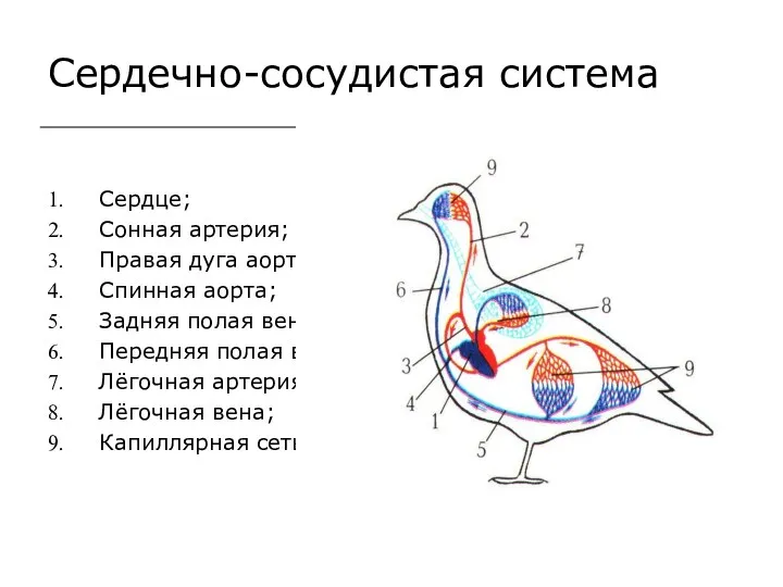 Сердечно-сосудистая система Сердце; Сонная артерия; Правая дуга аорты; Спинная аорта;