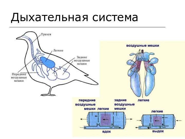 Дыхательная система