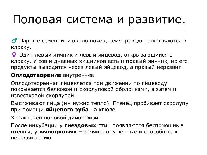 Половая система и развитие. ♂ Парные семенники около почек, семяпроводы