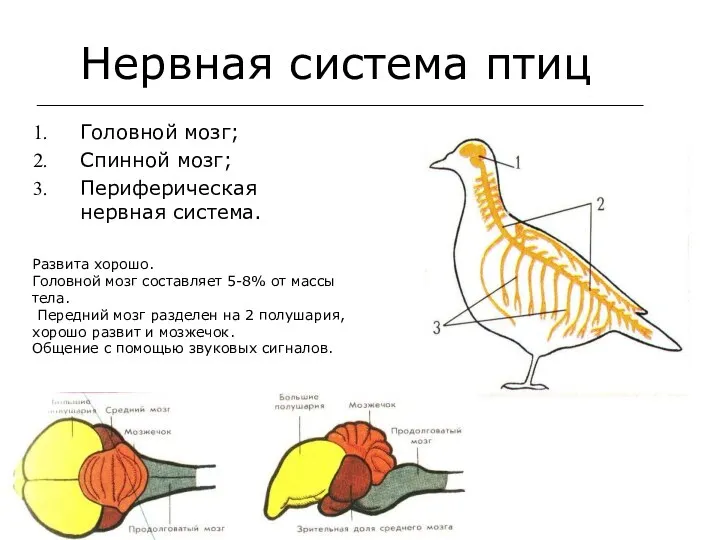 Нервная система птиц Развита хорошо. Головной мозг составляет 5-8% от