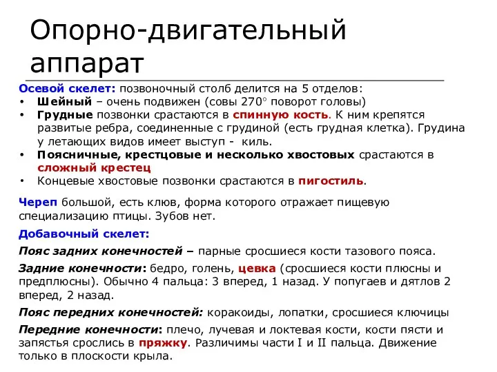 Опорно-двигательный аппарат Осевой скелет: позвоночный столб делится на 5 отделов: