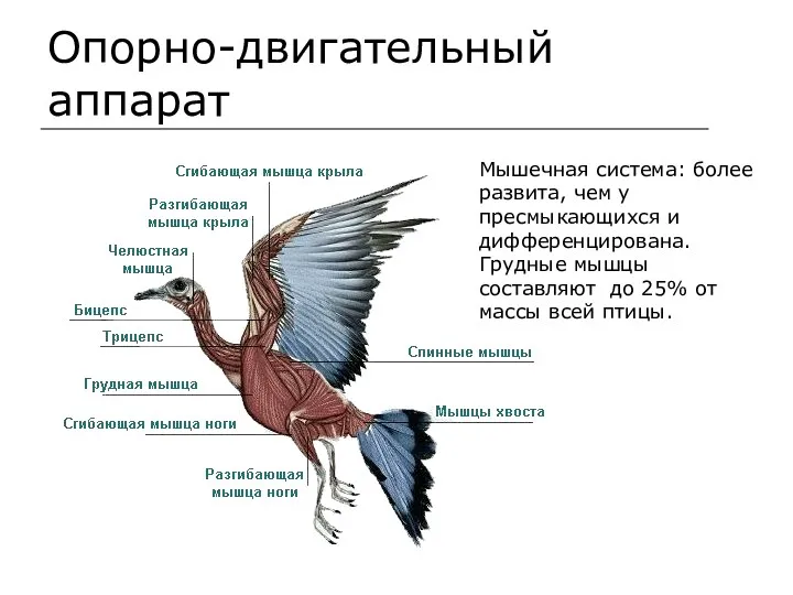 Опорно-двигательный аппарат Мышечная система: более развита, чем у пресмыкающихся и