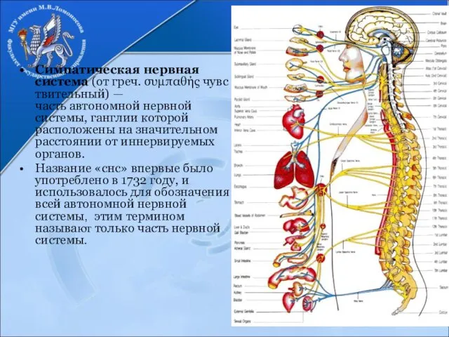 СНС Симпатическая нервная система (от греч. συμπαθής чувствительный) — часть автономной нервной системы,