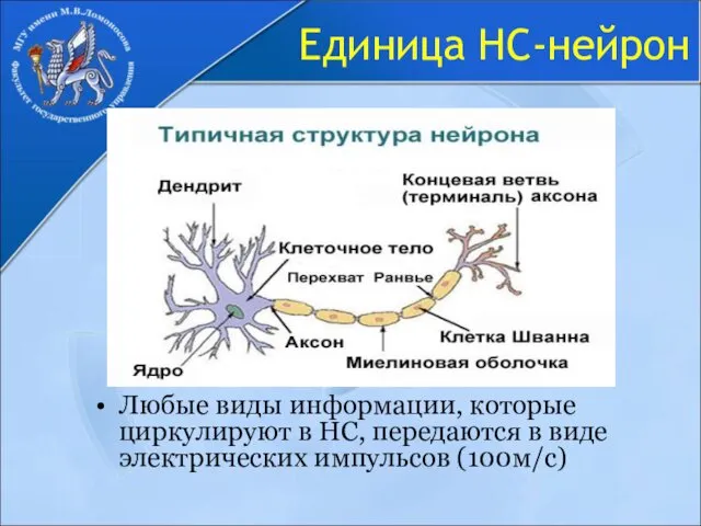 Единица НС-нейрон Любые виды информации, которые циркулируют в НС, передаются в виде электрических импульсов (100м/с)