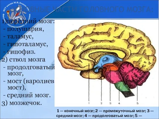 ОСНОВНЫЕ ЧАСТИ ГОЛОВНОГО МОЗГА: 1)передний мозг: - полушария, - таламус, - гипоталамус, -