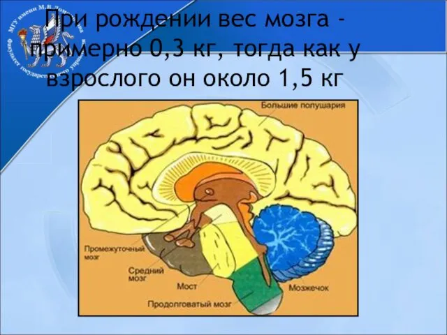 При рождении вес мозга - примерно 0,3 кг, тогда как у взрослого он около 1,5 кг