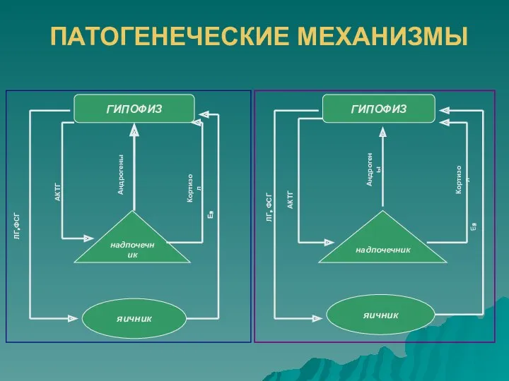 ПАТОГЕНЕЧЕСКИЕ МЕХАНИЗМЫ ГИПОФИЗ надпочечник яичник ЛГ,ФСГ АКТГ Андрогены Кортизол Е2